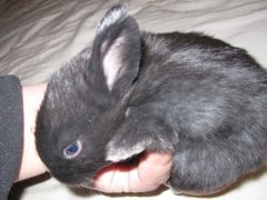 Little Bunny