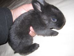 Bunny